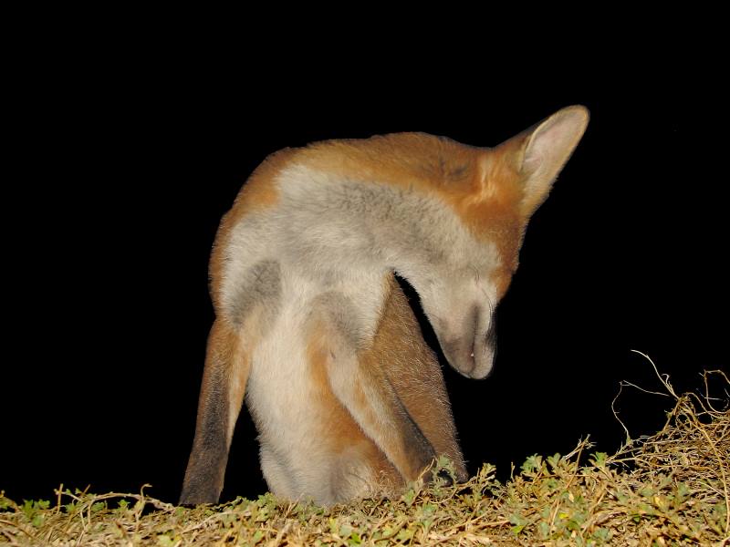 fox cubs