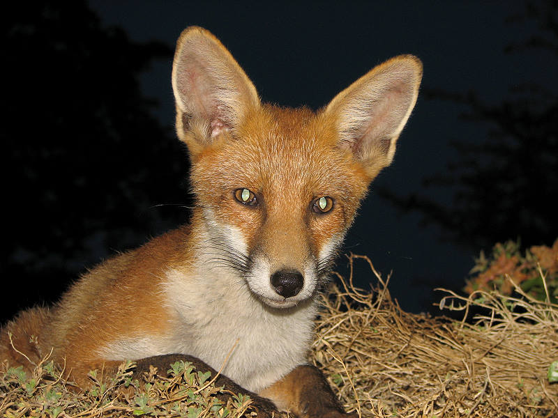 fox cubs