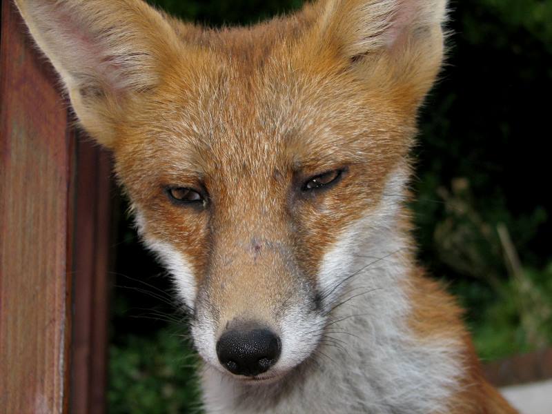 fox cubs