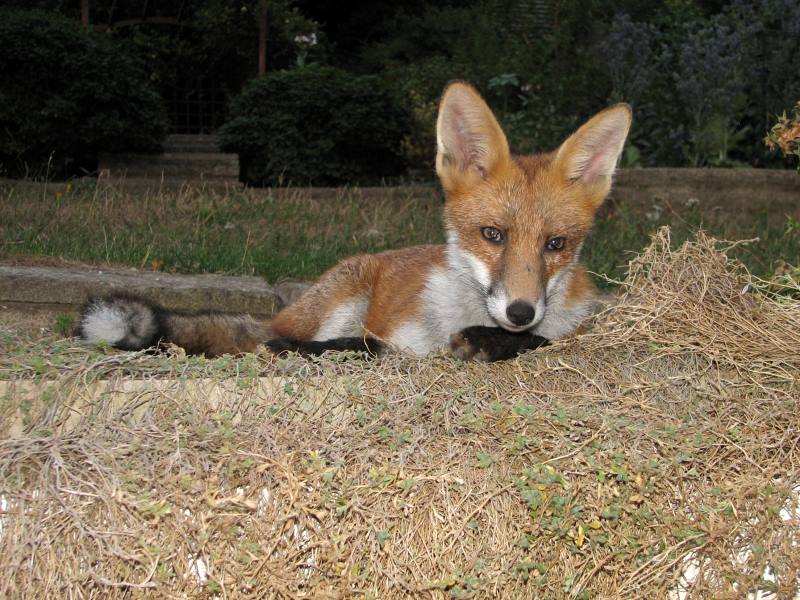 fox cubs