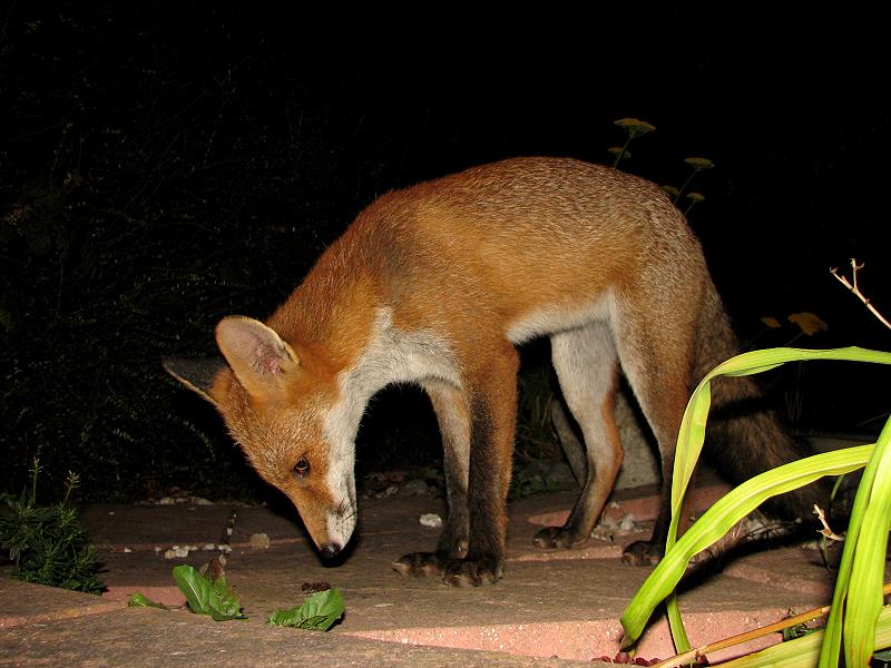 fox cubs