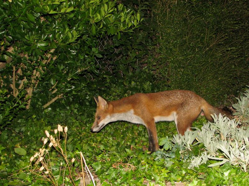 fox cubs