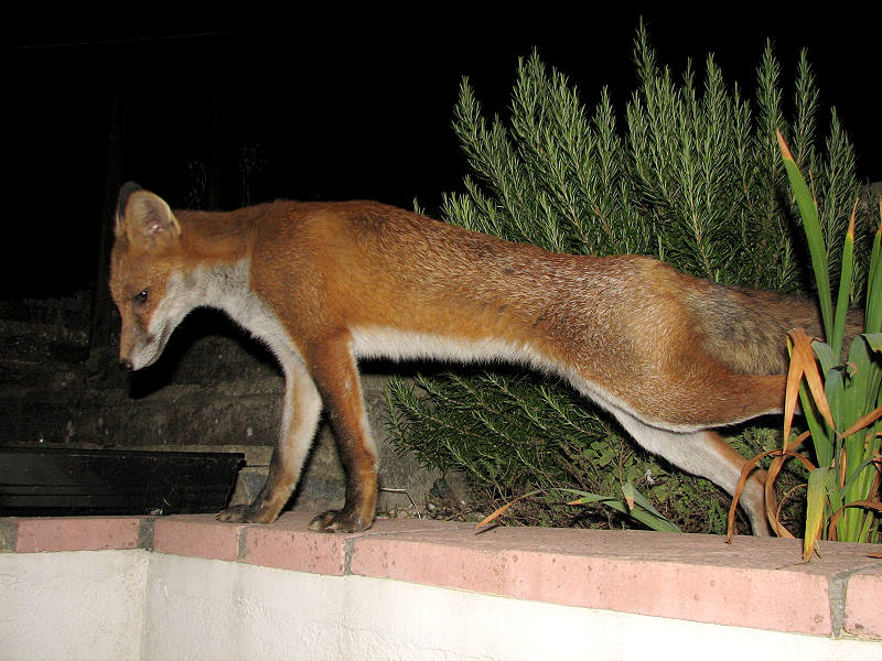 fox cubs