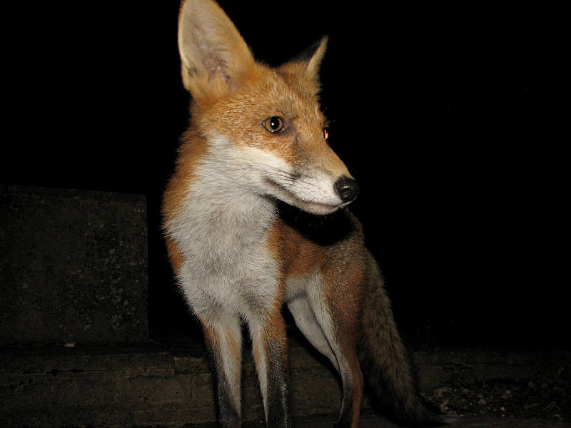 fox cubs