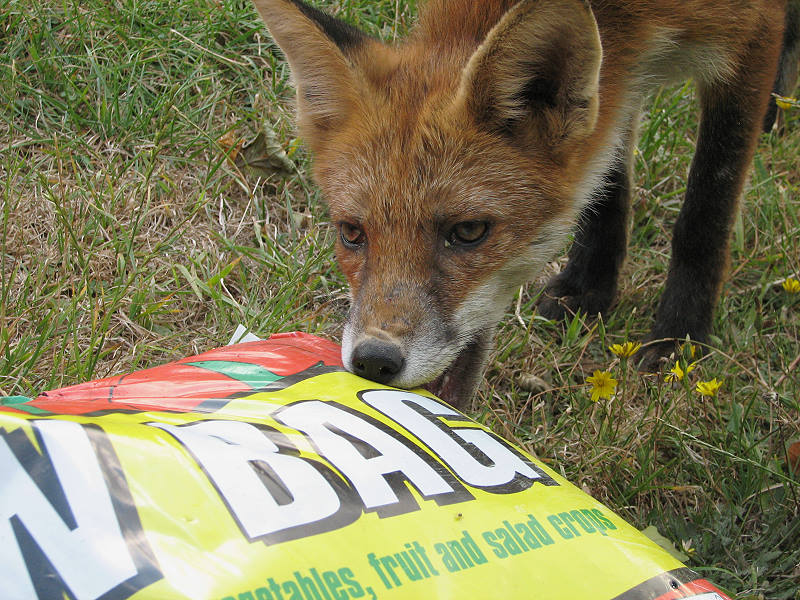 fox cubs