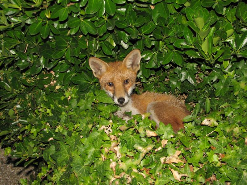 fox cubs