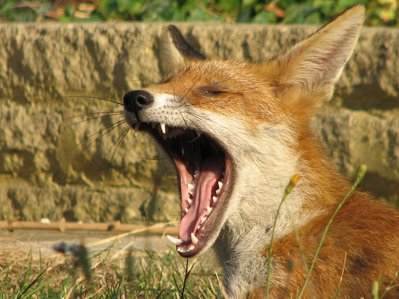fox cubs