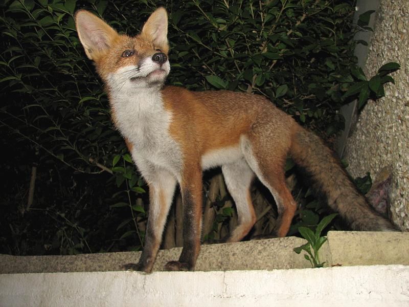 fox cubs
