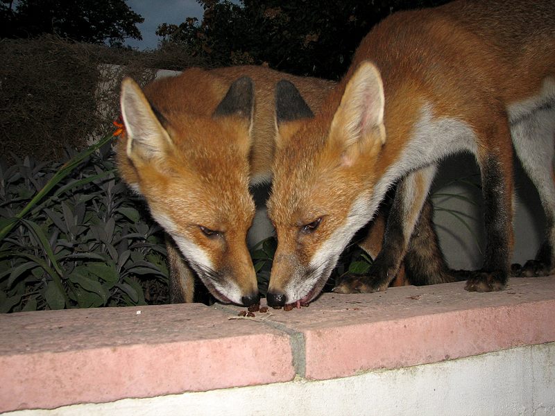 fox cubs