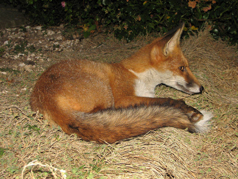 fox cubs