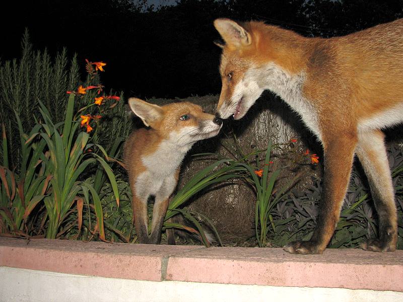 fox cubs