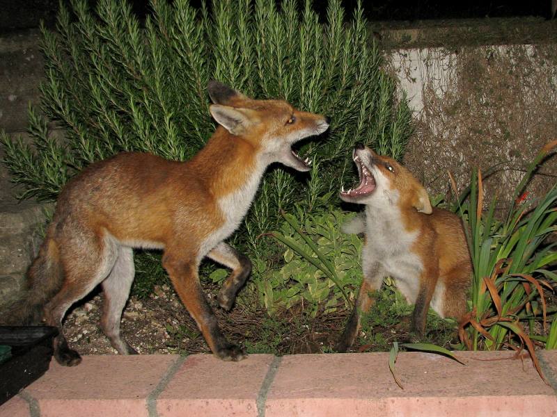 fox cubs