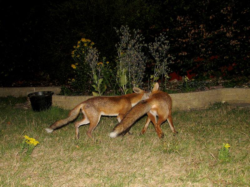 fox cubs