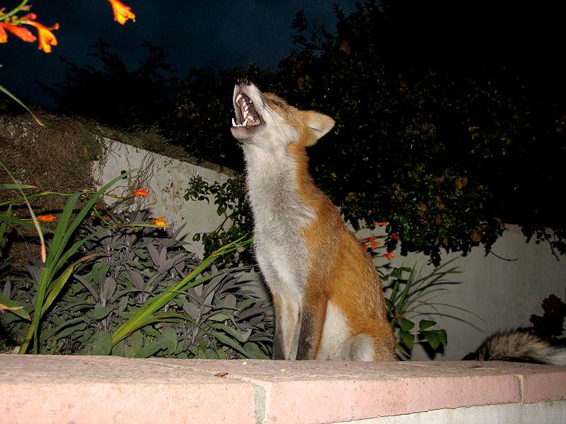 fox cubs