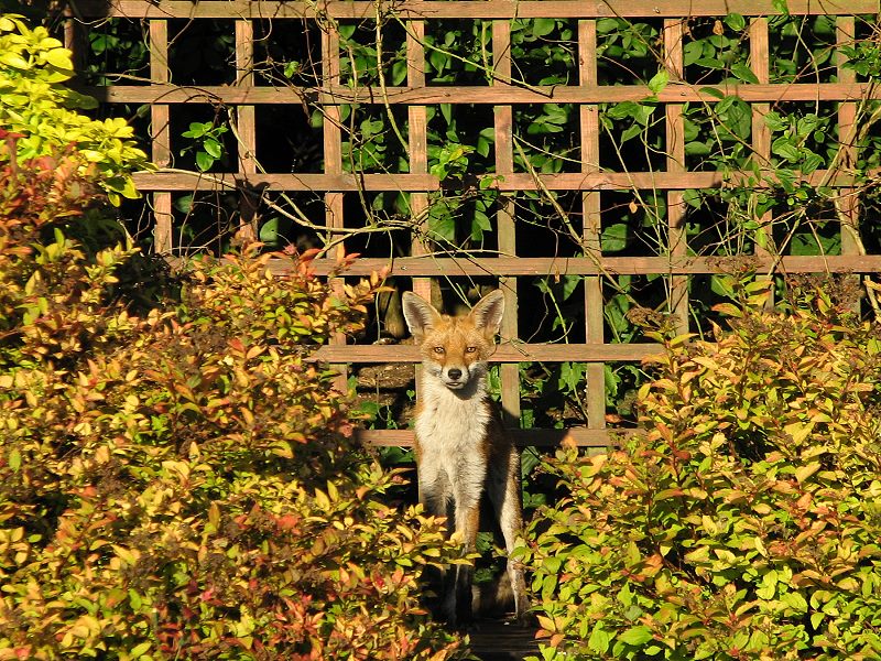 fox cubs