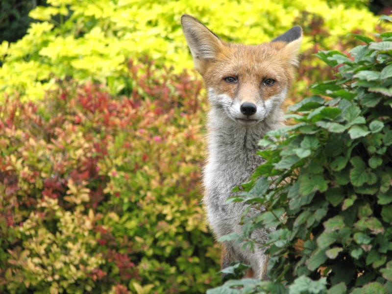 fox cubs