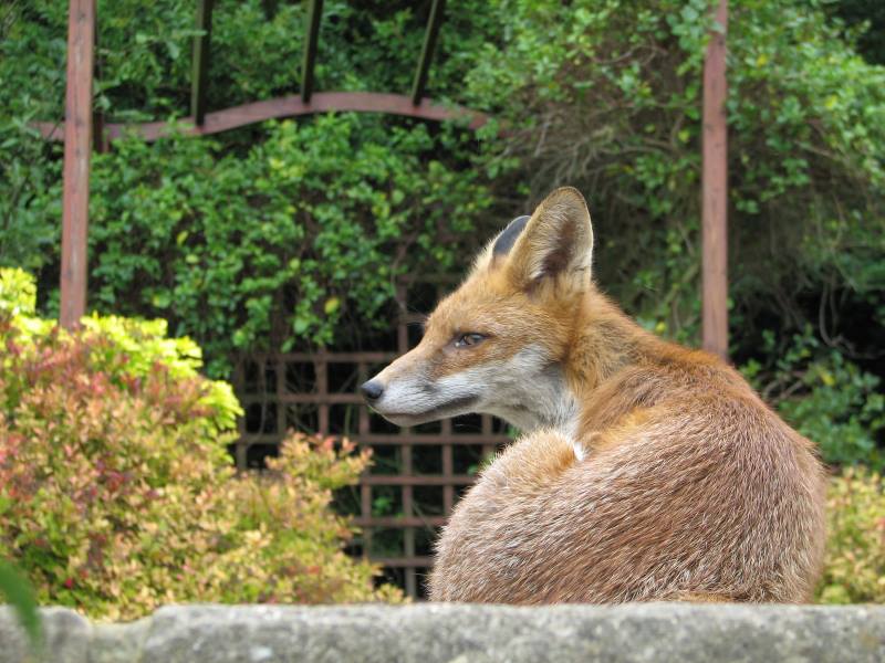 fox cubs
