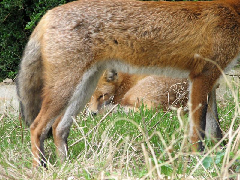 fox cubs