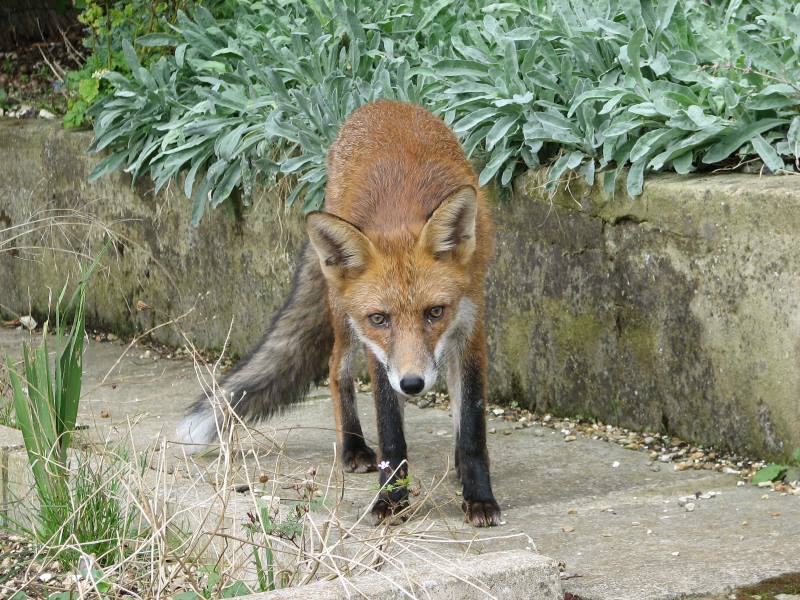 fox cubs