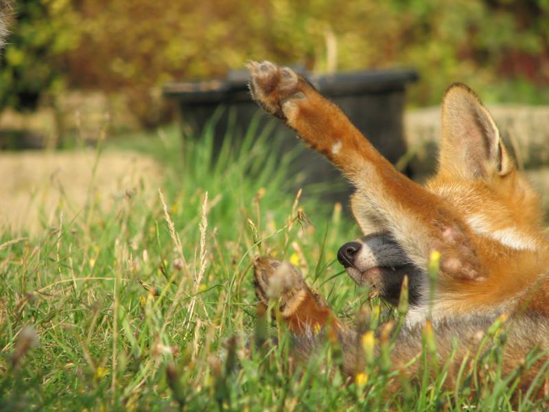 fox cubs