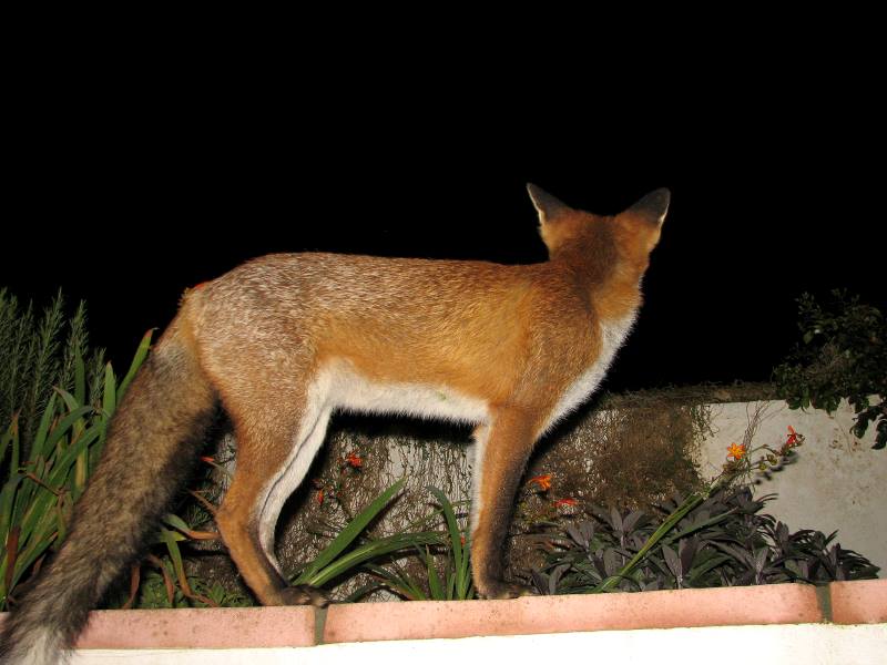 fox cubs