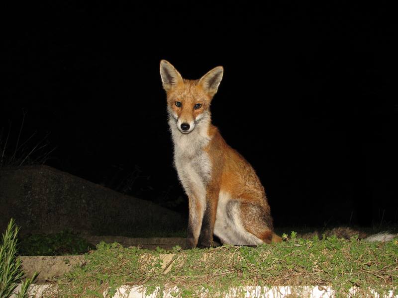 fox cubs