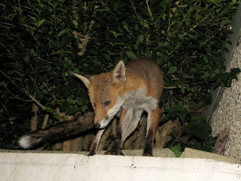fox cubs