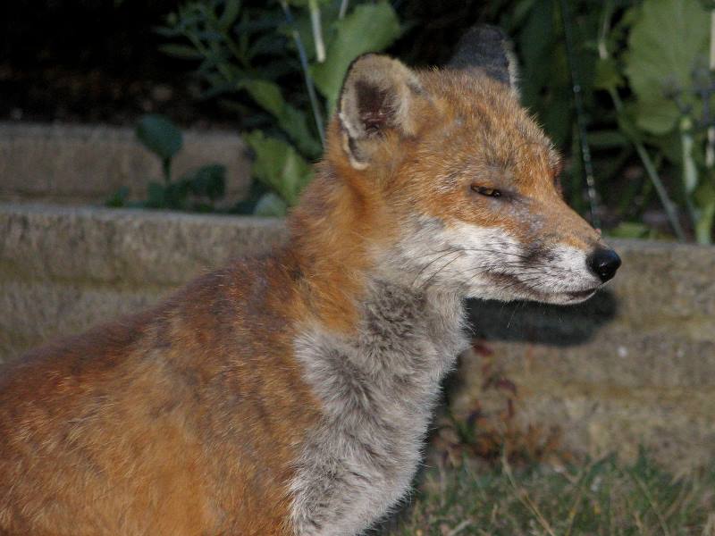 fox cubs