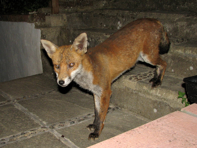 fox cubs