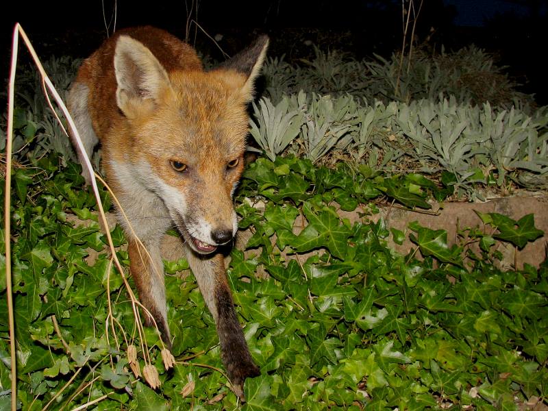 fox cubs