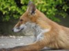 fox cubs