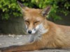 fox cubs
