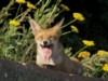 fox cubs
