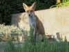 fox cubs