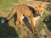 fox cubs