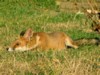 fox cubs