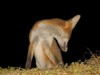 fox cubs