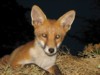 fox cubs