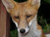 fox cubs