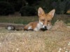fox cubs
