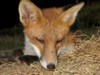 fox cubs