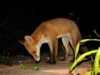 fox cubs