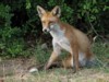 fox cubs