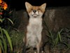 fox cubs