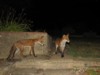 fox cubs