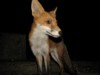Fox Cubs Gallery 6