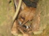 fox cubs