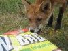 fox cubs