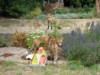 fox cubs