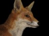 fox cubs
